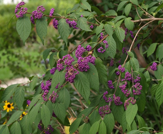 japanese beautyberry